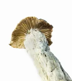 A-One Mushrooms - Transkei