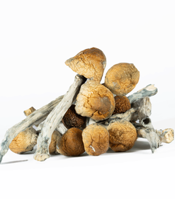 A-One Mushrooms - B Plus A-One Mushrooms - B Plus