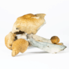 A-One Mushrooms - Hillbilly A-One Mushrooms - Hillbilly