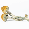 A-One Mushrooms - Trinity A-One Mushrooms - Trinity