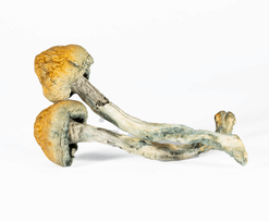 A-One Mushrooms - Trinity