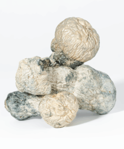 Albino Penis Envy (A.P.E) Mushrooms