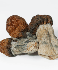 Blue Pulaski Mushrooms Blue Pulaski Mushrooms