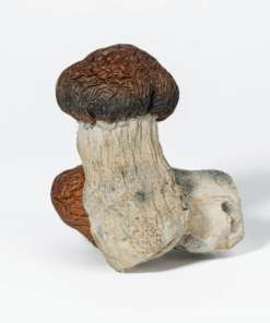Blue Polaski Mushrooms