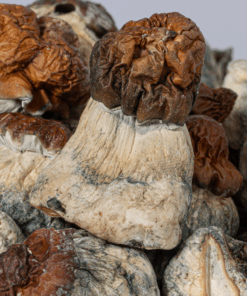 B+ Mushrooms B+ Mushrooms