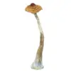 A-One Mushrooms - Brazilian A-One Mushrooms - Brazilian