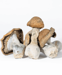 Code Blue Mushrooms Code Blue Mushrooms