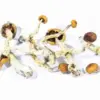 A-One Mushrooms - Creeper A-One Mushrooms - Creeper