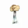 A-One Mushrooms - Koh Samui A-One Mushrooms - Koh Samui