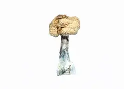 A-One Mushrooms - Koh Samui A-One Mushrooms - Koh Samui
