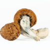 A-One Mushrooms - Golden Emperor A-One Mushrooms - Golden Emperor