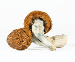 A-One Mushrooms - Golden Emperor A-One Mushrooms - Golden Emperor