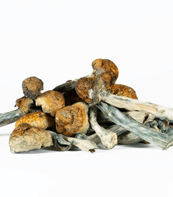 A-One Mushrooms - Golden Teacher