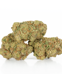 Gelato (AAA+) Gelato (AAA+)