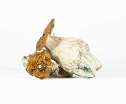 A-One Mushrooms - Lucid Gates A-One Mushrooms - Lucid Gates