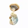 A-One Mushrooms - Amazonian A-One Mushrooms - Amazonian
