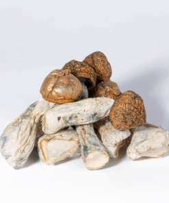 Penis Envy Mushrooms Penis Envy Mushrooms