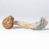 Penis Envy Mushrooms Penis Envy Mushrooms