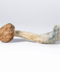 Penis Envy Mushrooms Penis Envy Mushrooms