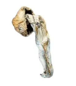 A-One Mushrooms - Penis Envy A-One Mushrooms - Penis Envy
