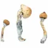 A-One Mushrooms - Penis Envy A-One Mushrooms - Penis Envy