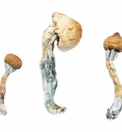 A-One Mushrooms - Penis Envy A-One Mushrooms - Penis Envy