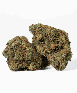 Gorilla Pink (AAA+) Gorilla Pink (AAA+)