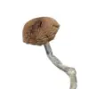 A-One Mushrooms - Mazatapec A-One Mushrooms - Mazatapec