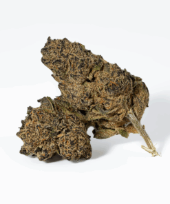 Purple Pinecone (AA+) Purple Pinecone (AA+)