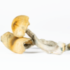 A-One Mushrooms - Steel Magnolia A-One Mushrooms - Steel Magnolia