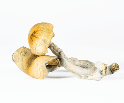 A-One Mushrooms - Steel Magnolia A-One Mushrooms - Steel Magnolia