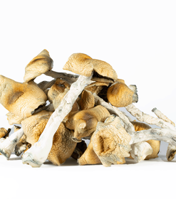 A-One Mushrooms - Steel Magnolia A-One Mushrooms - Steel Magnolia