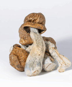 Tidal Wave Mushrooms Tidal Wave Mushrooms