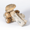 GC Thrashers Mushrooms GC Thrashers Mushrooms