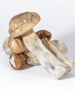 GC Thrashers Mushrooms GC Thrashers Mushrooms