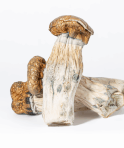 GC Thrashers Mushrooms GC Thrashers Mushrooms