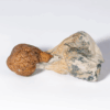 Trinity Mushrooms Trinity Mushrooms