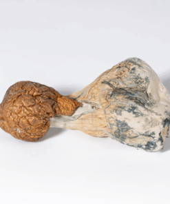 Trinity Mushrooms