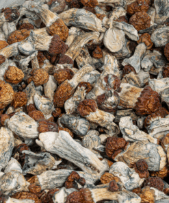 Vietnamese Mushrooms
