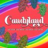 Lavender Haze (AA+) Lavender Haze (AA+)