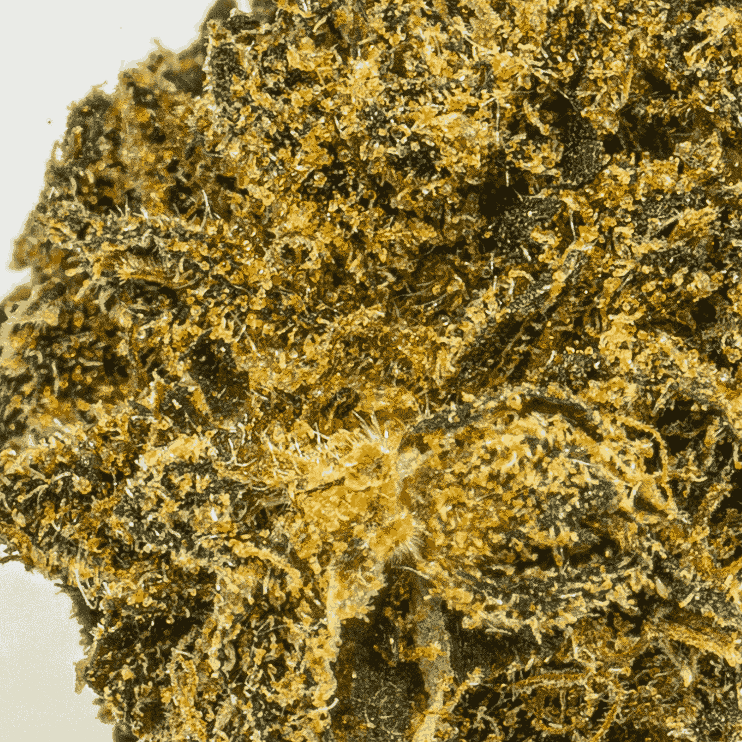 Durban Poison (AA) Durban Poison (AA)