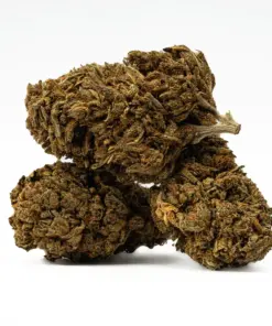 Golden Haze (A) Golden Haze (A)