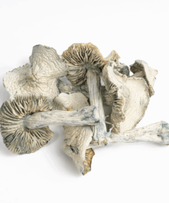 Treasure Coast Albino Mushrooms Treasure Coast Albino Mushrooms