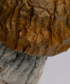 Avalanche Mushrooms Avalanche Mushrooms