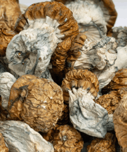 Avalanche Mushrooms Avalanche Mushrooms