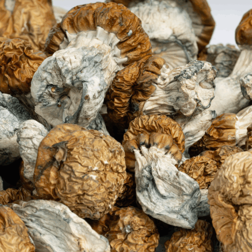 Avalanche Mushrooms