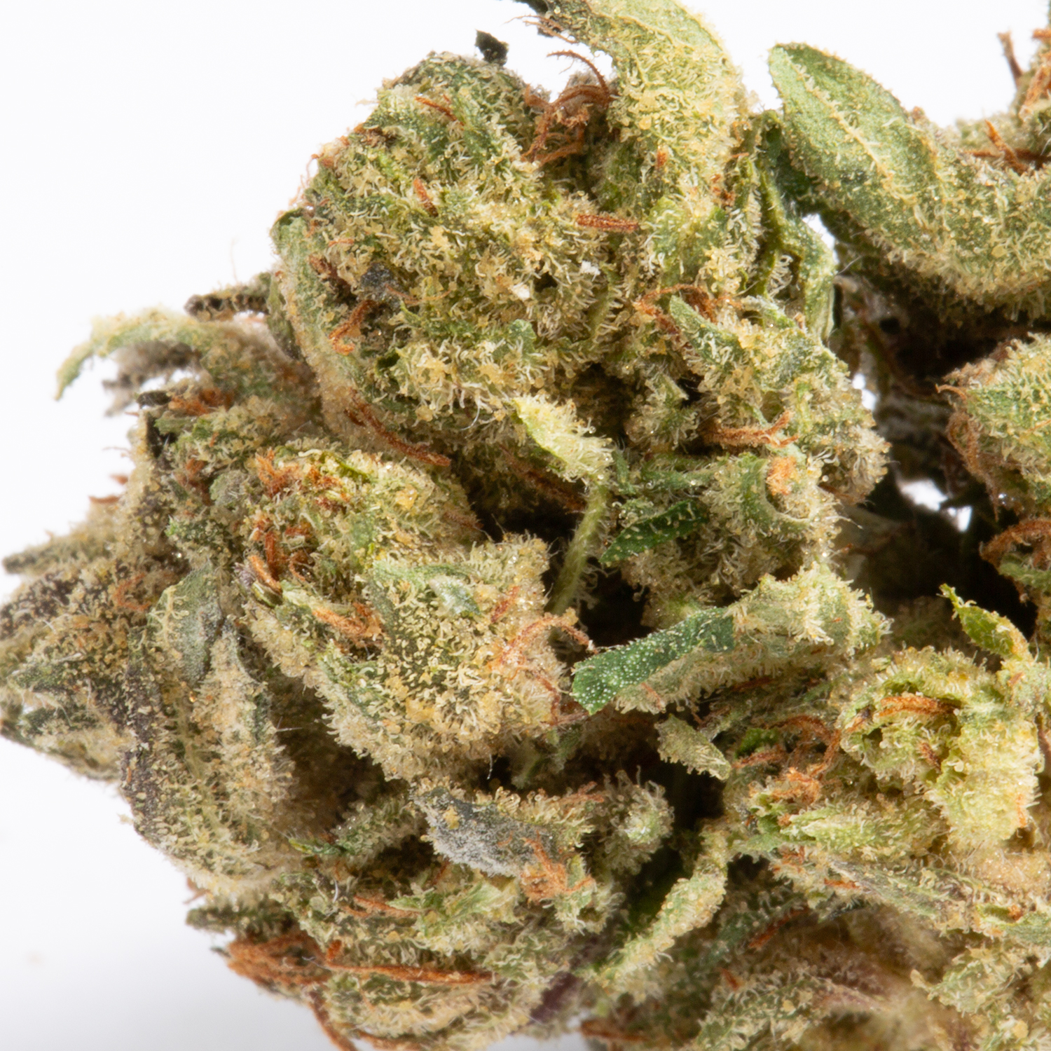 Couchlock (AAA) Couchlock (AAA)