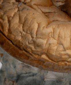 Dino Eggs Mushrooms Dino Eggs Mushrooms