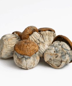 Dino Eggs Mushrooms Dino Eggs Mushrooms