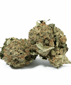 Glue Dream (AA) Glue Dream (AA)